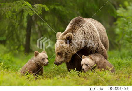 Mama bear and her cute cubs in a forest Mama bear and her cute cubs in a forest 100891451