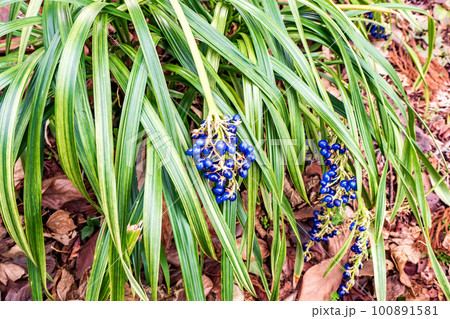 ノシランの瑠璃色の実 100891581