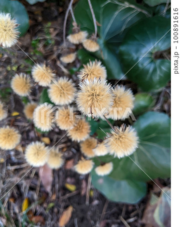 道端のツワブキの綿毛の種 100891616
