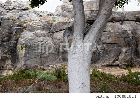 White tree trunk and a stone wall, Fuerteventura White tree trunk and a stone wall, Fuerteventura 100891911