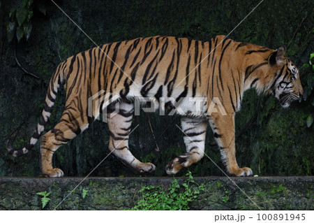 Close up Indochinese tiger is beautiful animal and dangerous in forest Close up Indochinese tiger is beautiful animal and dangerous in forest 100891945