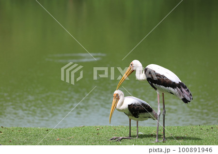 The Painted Stork bird (Mycteria leucocephala) in garden 100891946