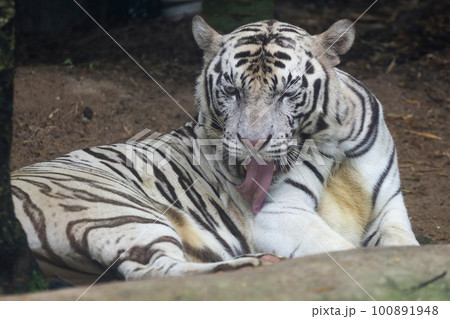 Close up white tiger is sit down and rest on floor Close up white tiger is sit down and rest on floor 100891948