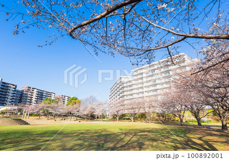 郊外の住宅地 大型マンションと桜景 郊外の住宅地 大型マンションと桜景 100892001