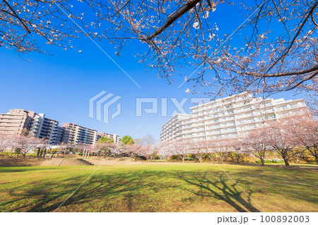 郊外の住宅地　大型マンションと桜景 100892003