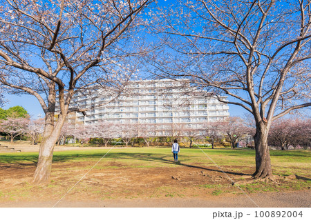 郊外の住宅地 大型マンションと桜景 郊外の住宅地 大型マンションと桜景 100892004