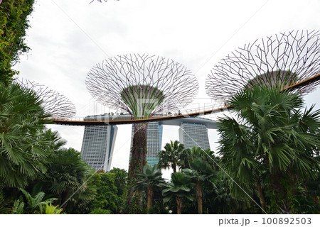 ガーデンズバイザベイのシンボル スーパーツリー ガーデンズバイザベイのシンボル スーパーツリー 100892503