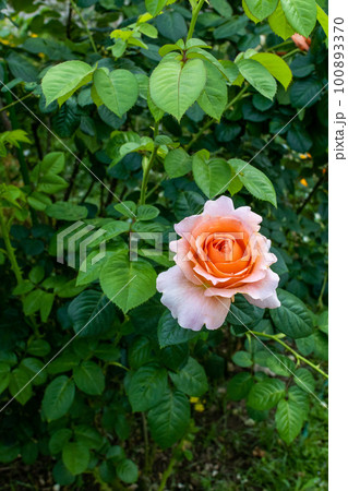 午後 昼過ぎ アフタヌーン 100893370