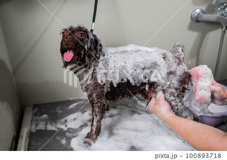 Woman shampooing brown mini poodle in grooming salon. Woman shampooing brown mini poodle in grooming salon. 100893718