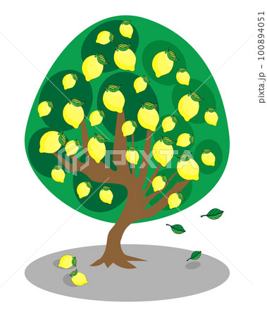 lemon tree with ripe fruits lemon tree with ripe fruits 100894051