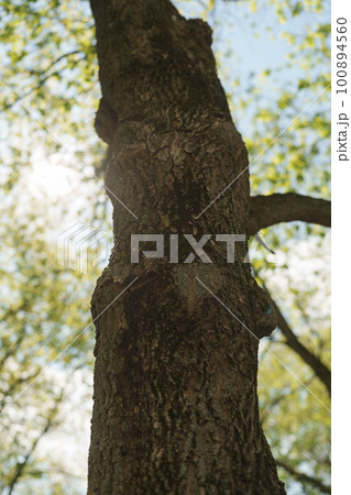 Closeup photo of tree trunk on a sunny day 100894560