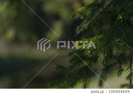 Closeup of green fir tree with copy space Closeup of green fir tree with copy space 100894609