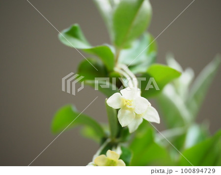 可愛いグミの花が満開に咲く 可愛いグミの花が満開に咲く 100894729