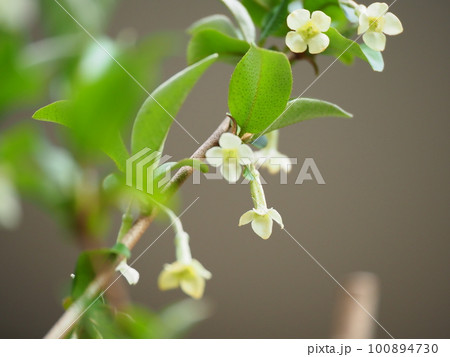 可愛いグミの花が満開に咲く 可愛いグミの花が満開に咲く 100894730