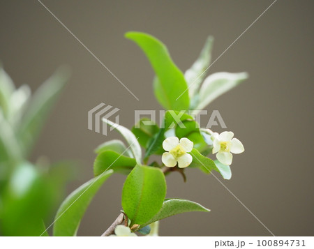 可愛いグミの花が満開に咲く 可愛いグミの花が満開に咲く 100894731