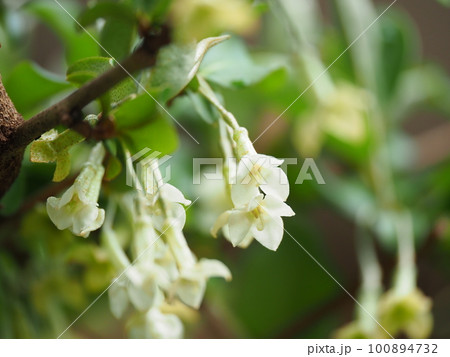 可愛いグミの花が満開に咲く 可愛いグミの花が満開に咲く 100894732