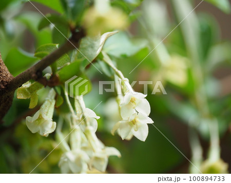 可愛いグミの花が満開に咲く 可愛いグミの花が満開に咲く 100894733