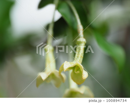 可愛いグミの花が満開に咲く 可愛いグミの花が満開に咲く 100894734