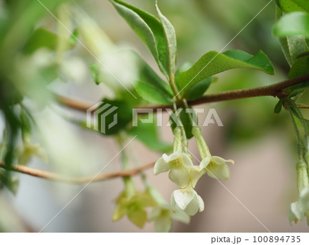 可愛いグミの花が満開に咲く 可愛いグミの花が満開に咲く 100894735