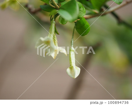 可愛いグミの花が満開に咲く 可愛いグミの花が満開に咲く 100894736