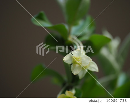 可愛いグミの花が満開に咲く 可愛いグミの花が満開に咲く 100894738
