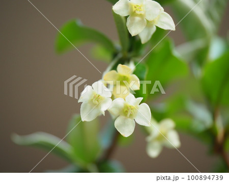 可愛いグミの花が満開に咲く 可愛いグミの花が満開に咲く 100894739