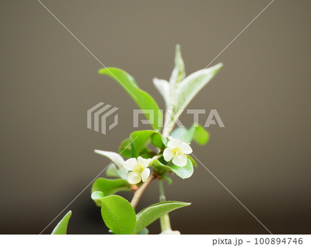 可愛いグミの花が満開に咲く 可愛いグミの花が満開に咲く 100894746
