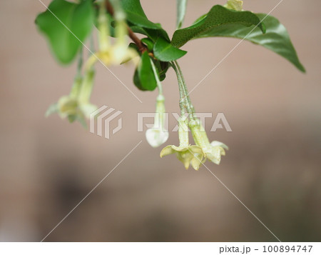 可愛いグミの花が満開に咲く 可愛いグミの花が満開に咲く 100894747