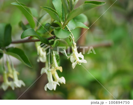可愛いグミの花が満開に咲く 可愛いグミの花が満開に咲く 100894750