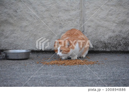 荒川 さくらそう水門 餌を食べているねこ 荒川 さくらそう水門 餌を食べているねこ 100894886