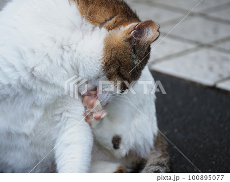 マダニを目の下に付けご飯をくれと訴える桜猫のキジトラ白のお父さん マダニを目の下に付けご飯をくれと訴える桜猫のキジトラ白のお父さん 100895077