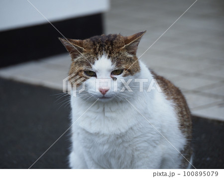 マダニを目の下に付けご飯をくれと訴える桜猫のキジトラ白のお父さん 100895079