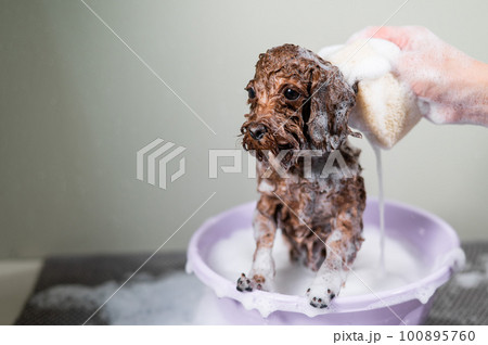 Woman shampooing brown mini toy poodle in grooming salon.  100895760