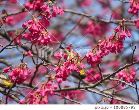 下を向いて咲く寒緋桜の蜜を吸うメジロ 100895795