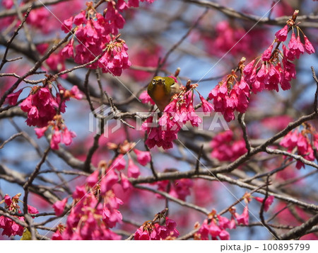 下を向いて咲く寒緋桜の蜜を吸うメジロ 100895799