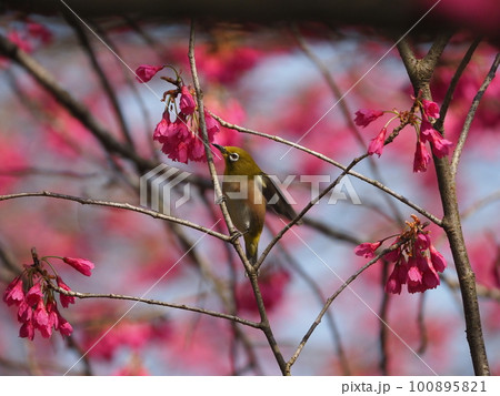下を向いて咲く寒緋桜の蜜を吸うメジロ 100895821