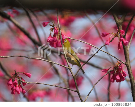 下を向いて咲く寒緋桜の蜜を吸うメジロ 100895824