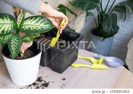 Repotting a home plant Dieffenbachia Tropic Snow into a new pot in home interior in a double pot with automatic watering. Caring for a potted plant, close-up Repotting a home plant Dieffenbachia Tropic Snow into a new pot in home interior in a double pot with automatic watering. Caring for a potted plant, close-up 100895902