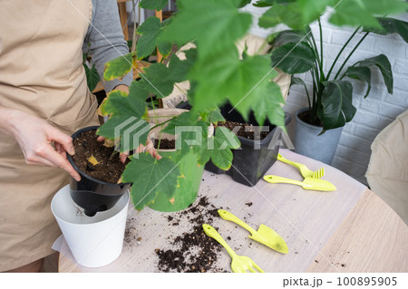 Repotting unpretentious a home plant Abutilon indoor maple into a double pot with automatic watering in home interior. Caring for a potted plant, hands close-up Repotting unpretentious a home plant Abutilon indoor maple into a double pot with automatic watering in home interior. Caring for a potted plant, hands close-up 100895905