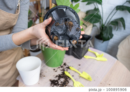 The earthen lump of a home potted plant is entwined with roots, the plant has outgrown the pot. The need for a plant replant. Transplanting and caring for a home plant, rhizome, root rot The earthen lump of a home potted plant is entwined with roots, the plant has outgrown the pot. The need for a plant replant. Transplanting and caring for a home plant, rhizome, root rot 100895906