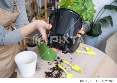 The earthen lump of a home potted plant is entwined with roots, the plant has outgrown the pot. The need for a plant replant. Transplanting and caring for a home plant, rhizome, root rot The earthen lump of a home potted plant is entwined with roots, the plant has outgrown the pot. The need for a plant replant. Transplanting and caring for a home plant, rhizome, root rot 100895907