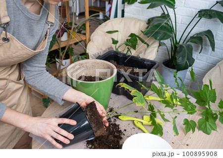 Repotting unpretentious a home plant Abutilon indoor maple into a double pot with automatic watering in home interior. Caring for a potted plant, hands close-up 100895908