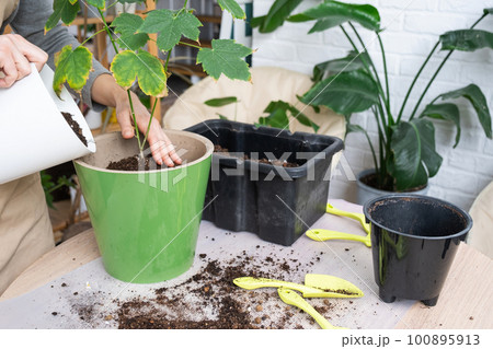 Repotting unpretentious a home plant Abutilon indoor maple into a double pot with automatic watering in home interior. Caring for a potted plant, hands close-up Repotting unpretentious a home plant Abutilon indoor maple into a double pot with automatic watering in home interior. Caring for a potted plant, hands close-up 100895913