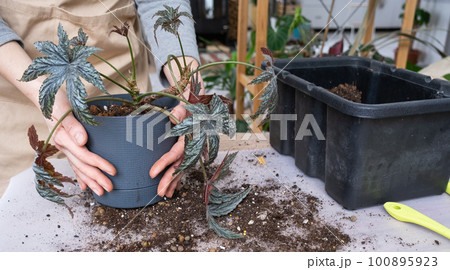 Transplanting a home plant Begonia Gryphon into a new pot. A woman plants a stalk with roots in a new soil. Caring for a potted plant, hands close-up Transplanting a home plant Begonia Gryphon into a new pot. A woman plants a stalk with roots in a new soil. Caring for a potted plant, hands close-up 100895923