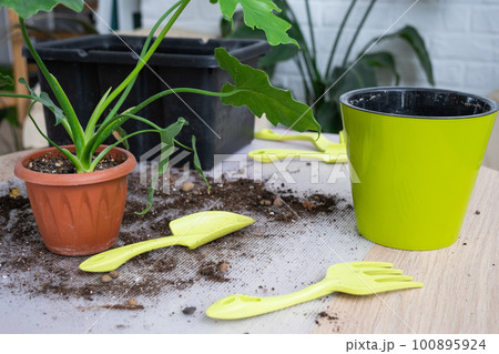 Repotting a home plant Philodendron Shangri-La into a new pot in home interior. Caring for a potted plant, hands close-up Repotting a home plant Philodendron Shangri-La into a new pot in home interior. Caring for a potted plant, hands close-up 100895924