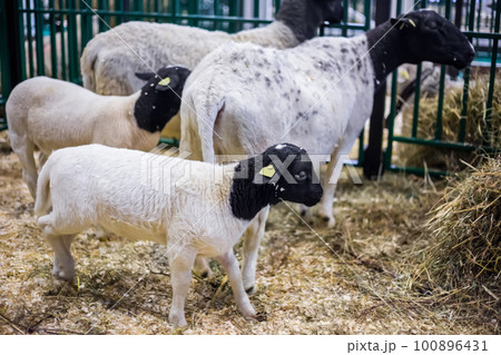 Group of funny cute dorper sheep at animal exhibition, trade show Group of funny cute dorper sheep at animal exhibition, trade show 100896431