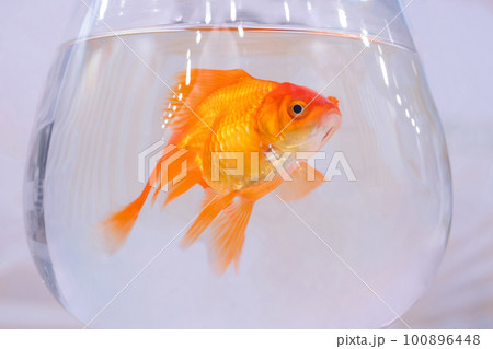 Goldfish swimming around in glass bowl aquarium: close up Goldfish swimming around in glass bowl aquarium: close up 100896448