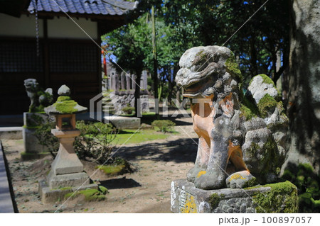 諸杉神社にある狛犬 諸杉神社にある狛犬 100897057