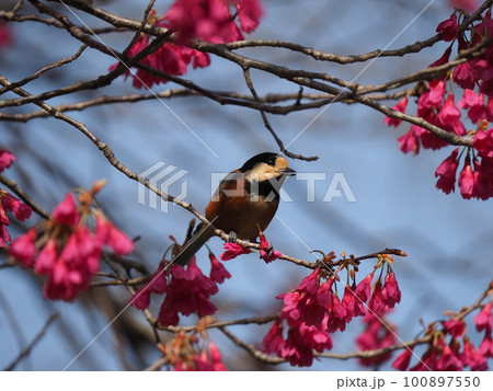 寒緋桜の花をちぎり赤い長靴をはいた様に見えるヤマガラ 100897550