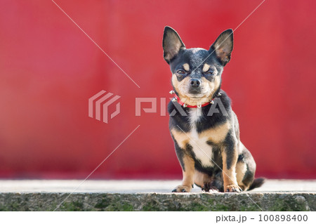 Dog tricolor chihuahua black white brown. Portrait of a small breed dog. Animal, pet. 100898400